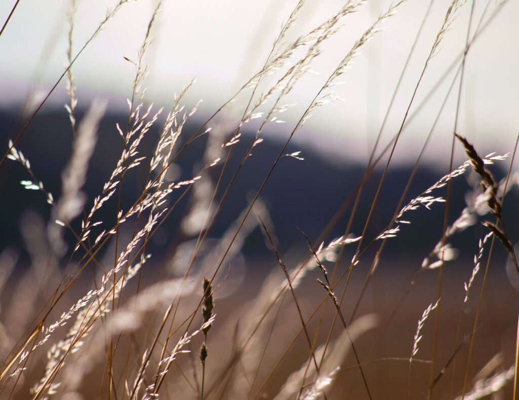 Business Life Soul Coaching